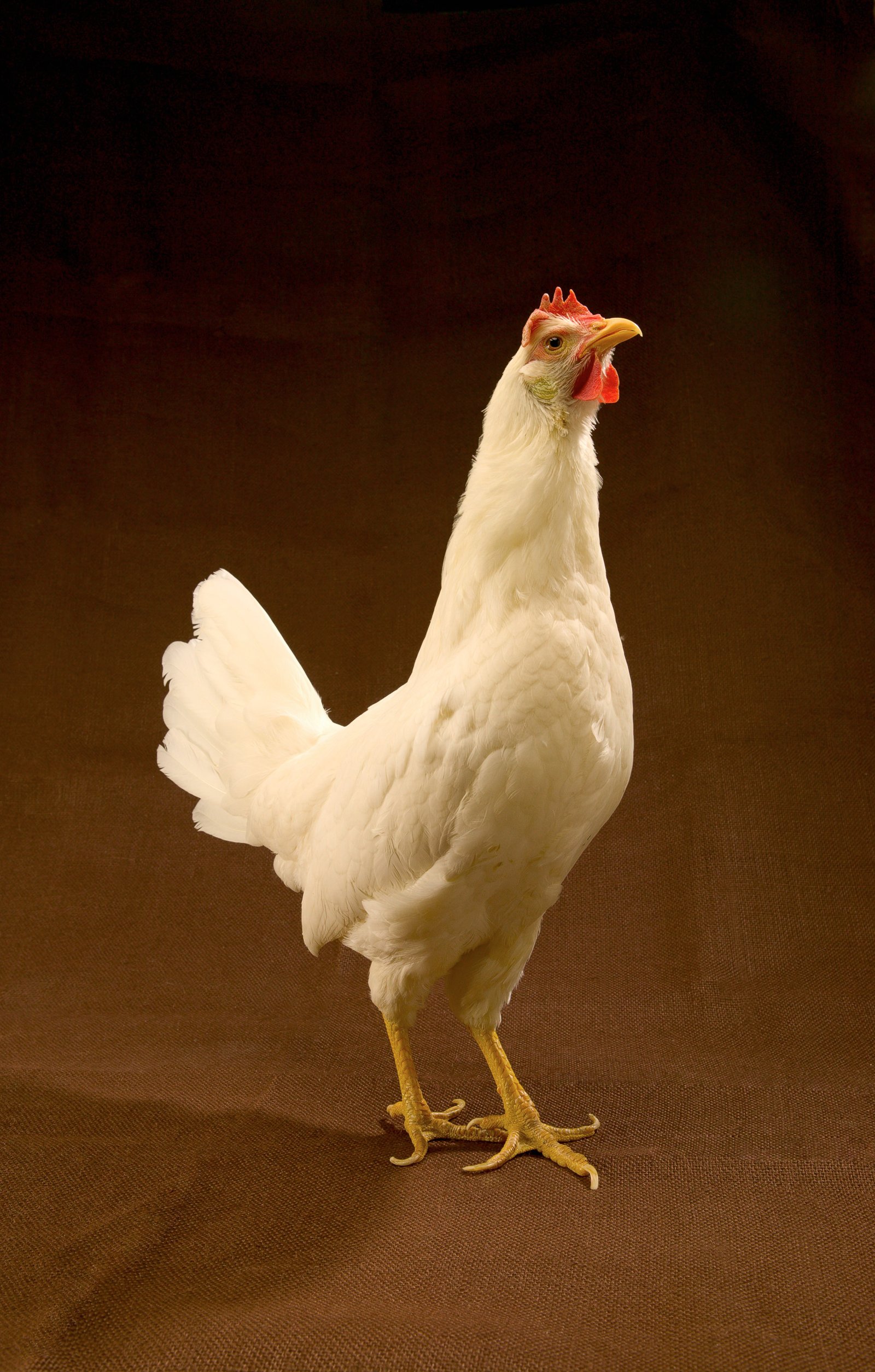 Leghorn - poule pondeuse blanche productive